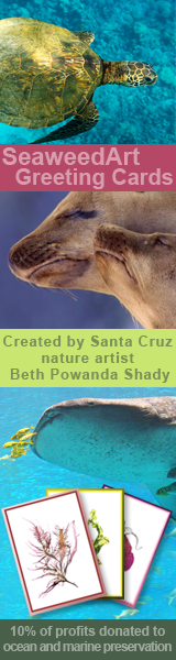 Seaweed Art Cards